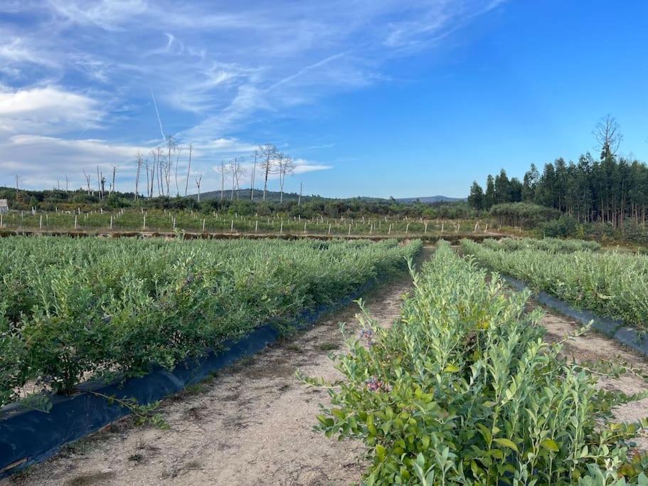 曼瓜尔迪Quinta Do Carregal别墅 外观 照片